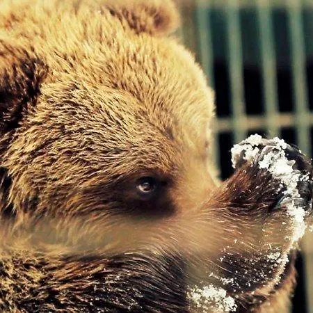 Otel Gostyniy Dvir Synevir Synevyr