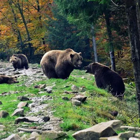 Gostyniy Dvir Synevir Otel Synevyr