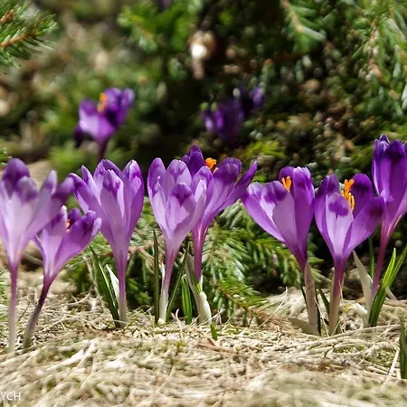 Gostyniy Dvir Synevir 3* Synevyr