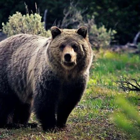 Gostyniy Dvir Synevir Hotel Synevyr