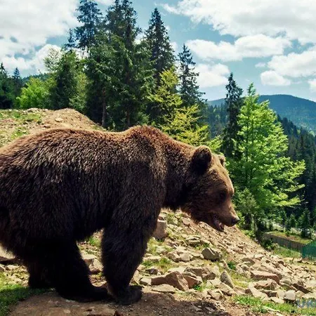 Gostyniy Dvir Synevir Otel Synevyr